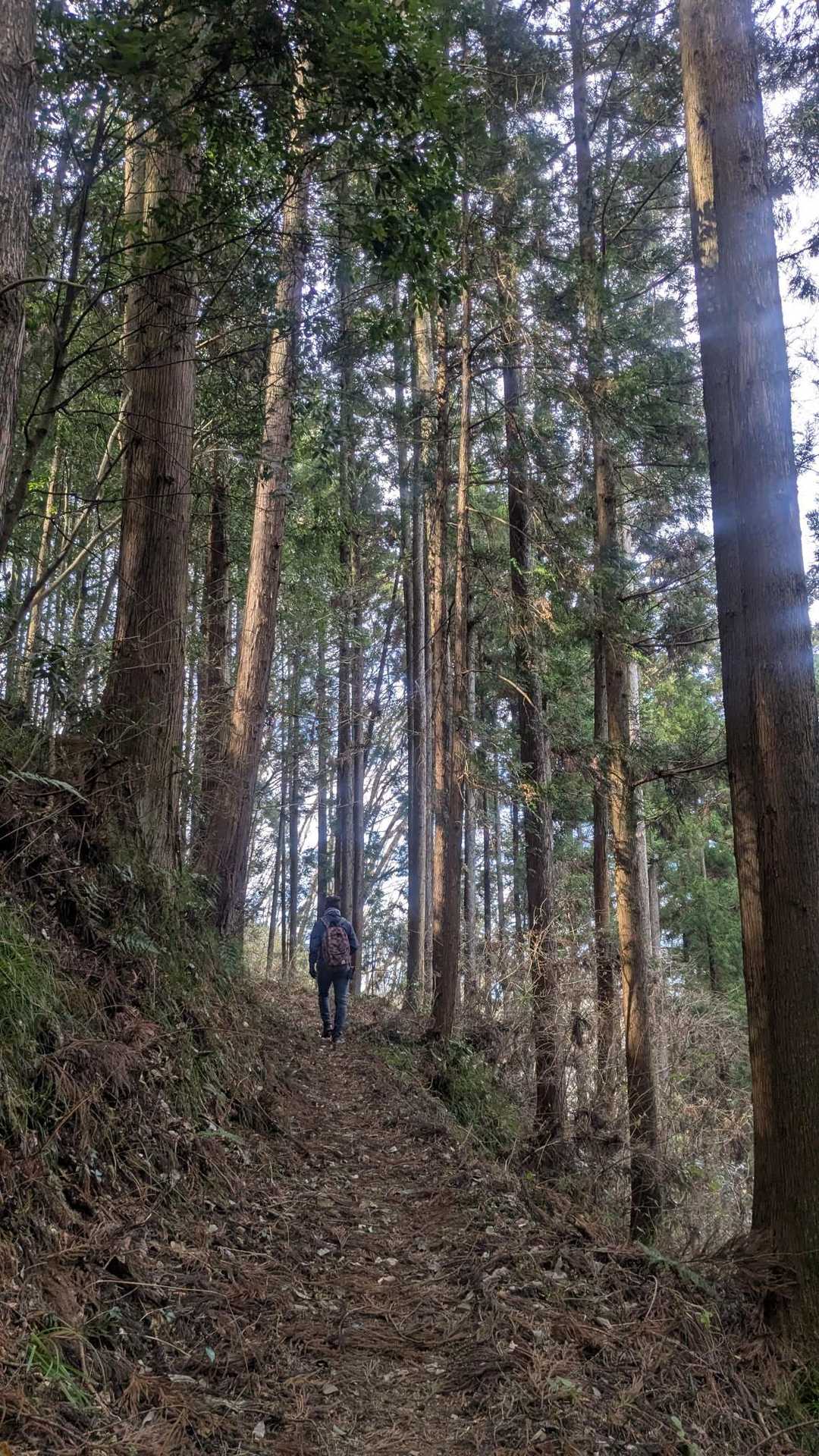 松倉山 往復コースの写真