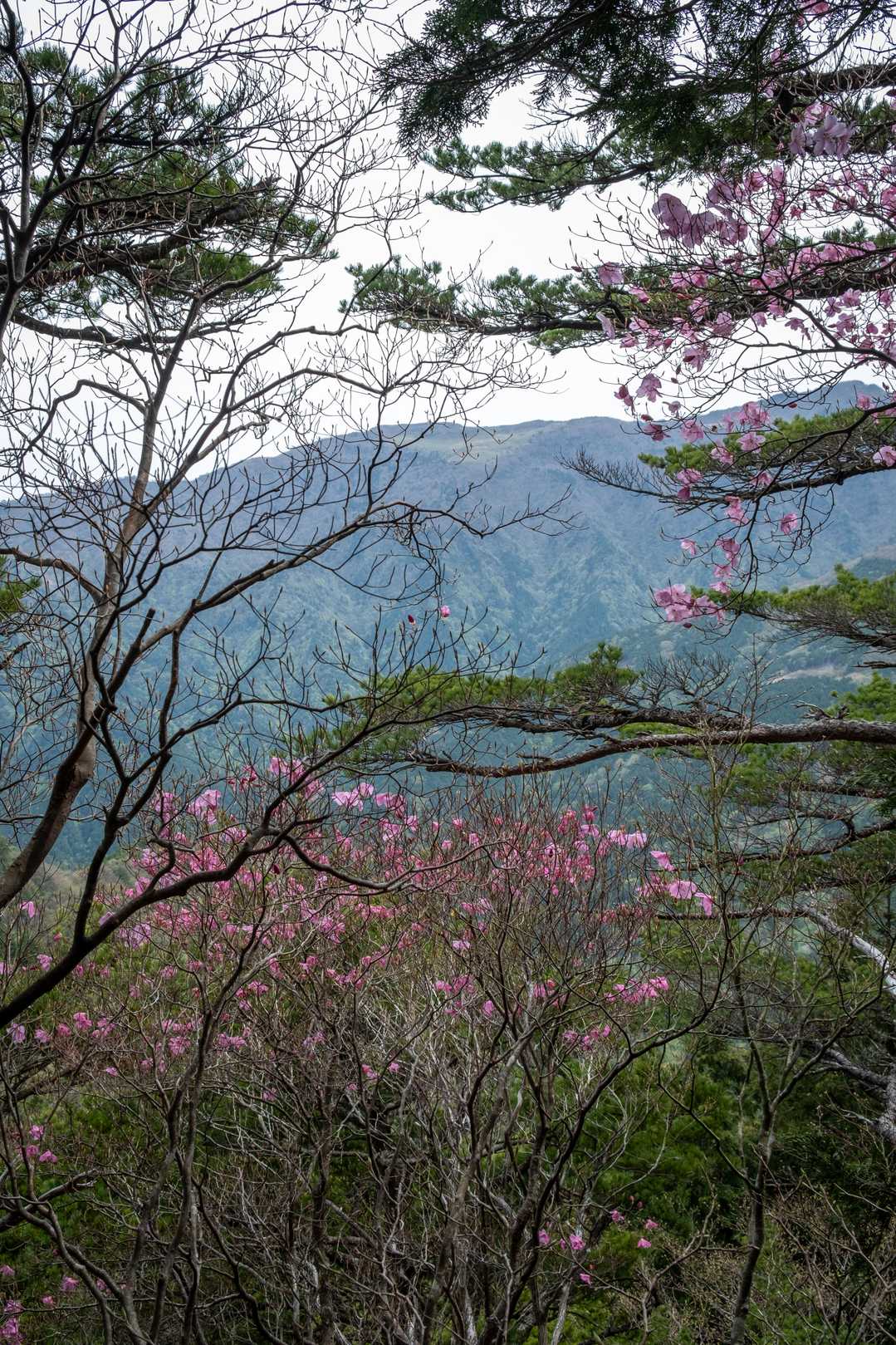 平家平の笹原って瓶ヶ森っぽくないですか？