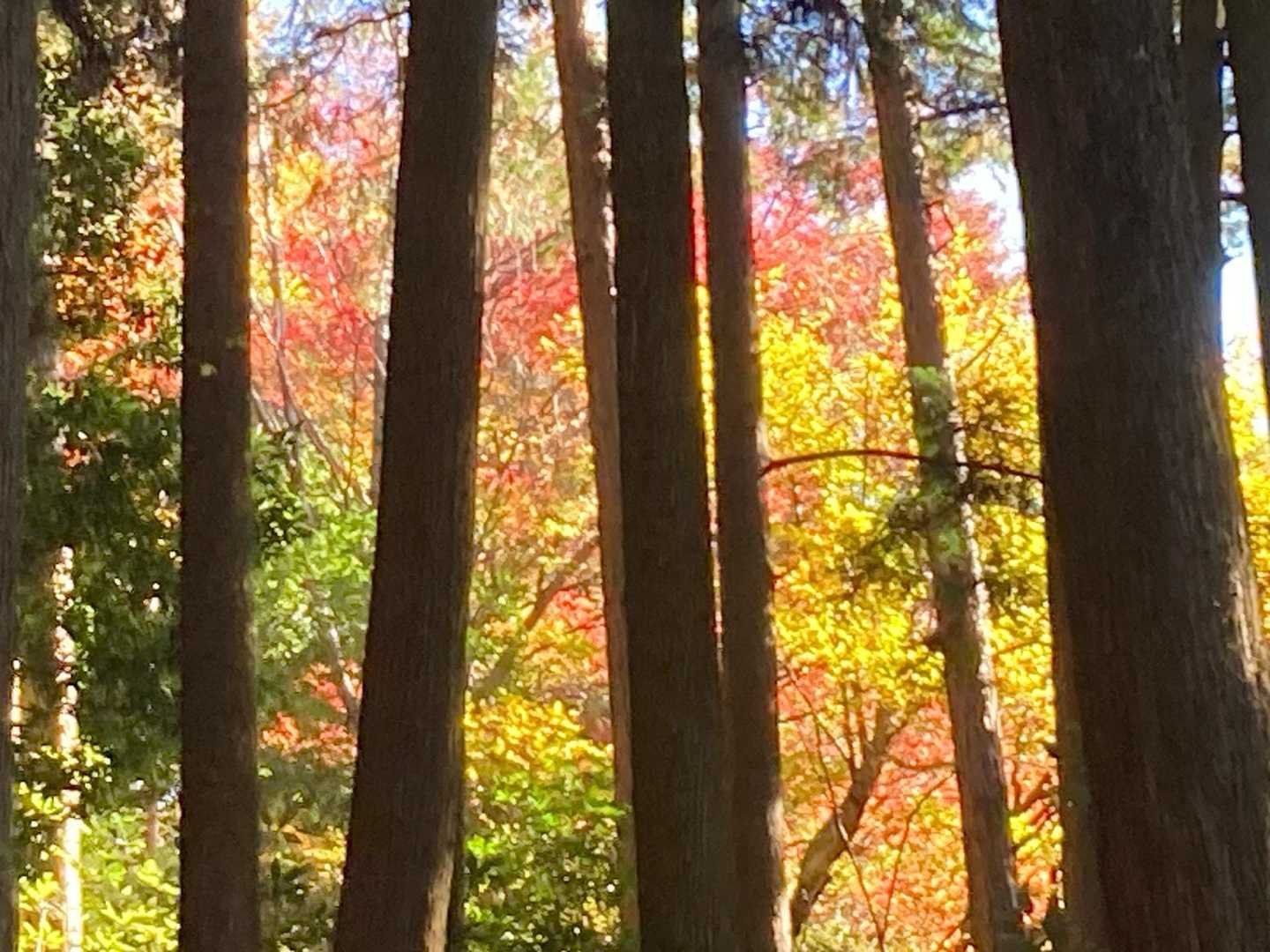 歩き始めは人工林でしたが高山不動尊に近づくと自然林が増えてきました
