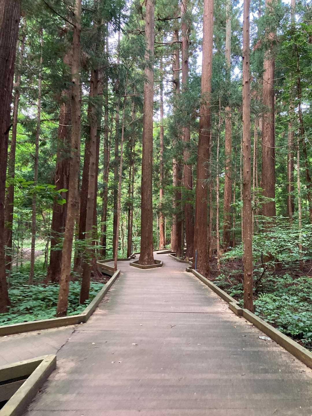 キレイな木道