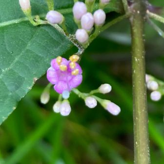 これはムラサキシキブの花