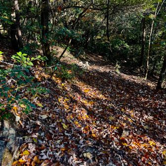 やや急な下り坂　落ち葉が滑る