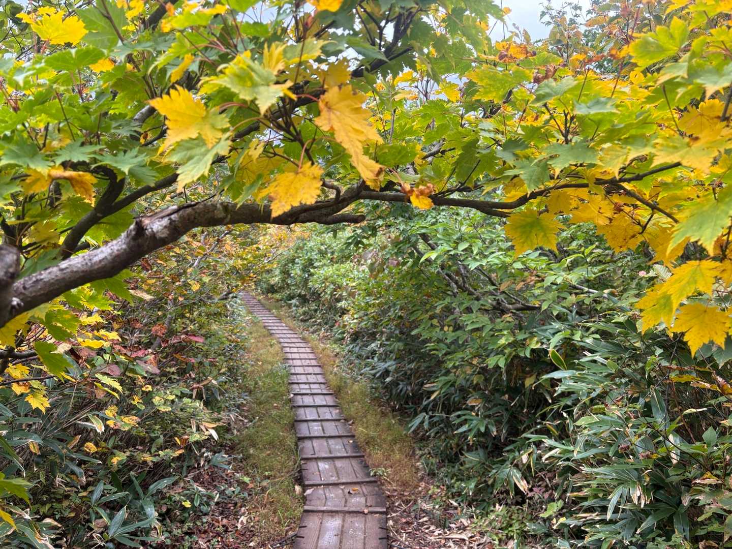 少し色付いてます🍁