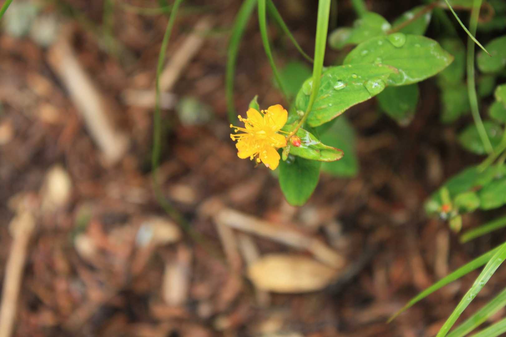 根名草山の写真