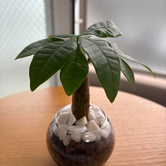 ピルクル