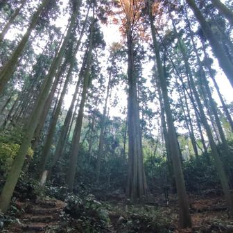 メタセコイアの森