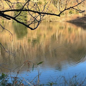 🐟かな？
波紋の広がりをゆるりと見つめる*.⋆( ˘̴͈́ ꒵ ˘̴͈̀ )⋆.*
