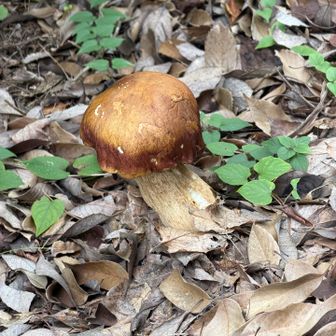 ものすごい大きいキノコおった🍄‍🟫