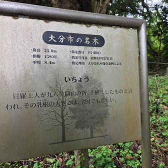 乳根というらしい