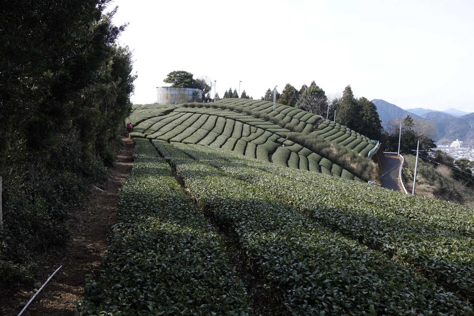 茶畑の先に
水槽があり