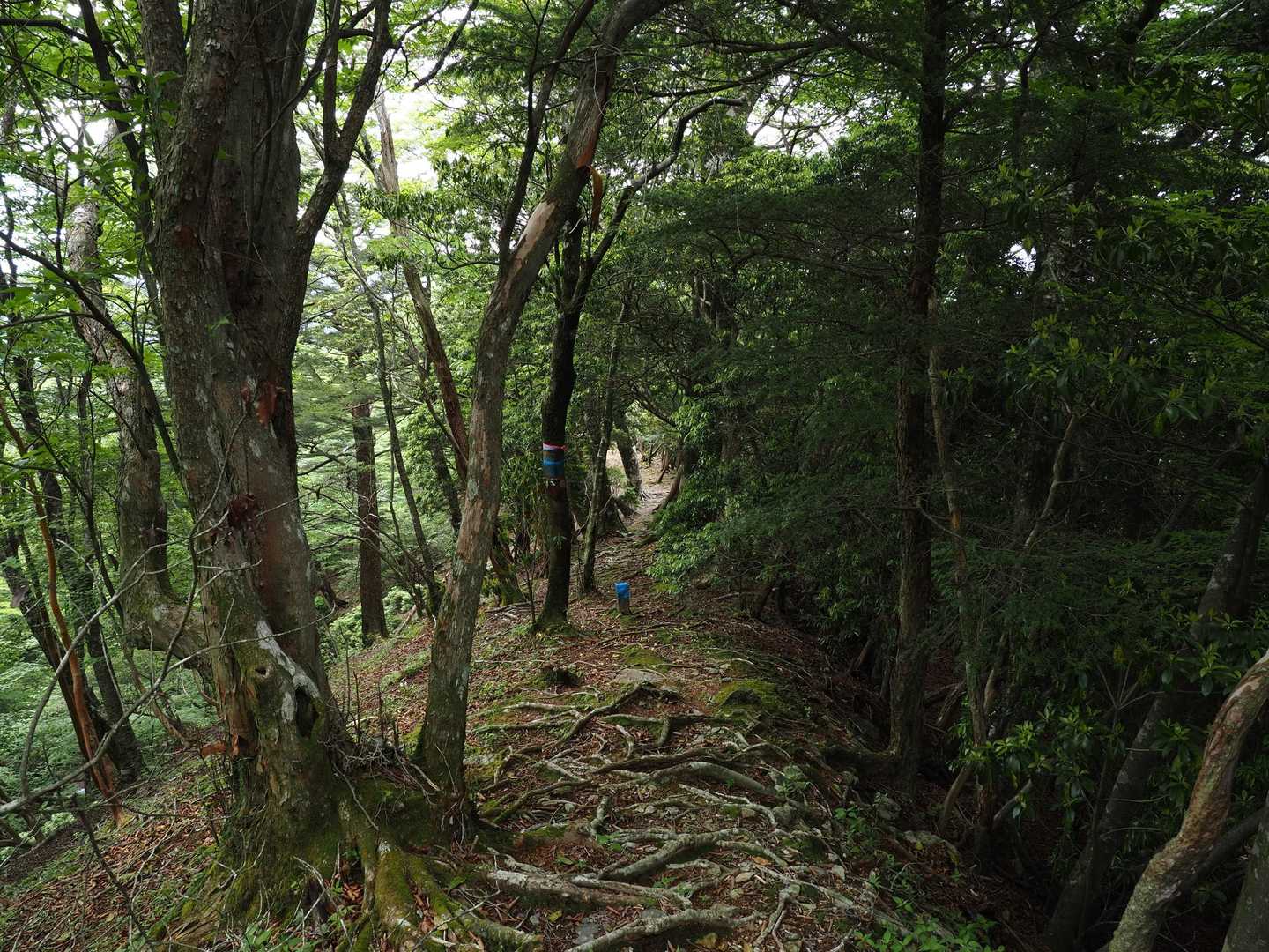 根っことアセビ？の山