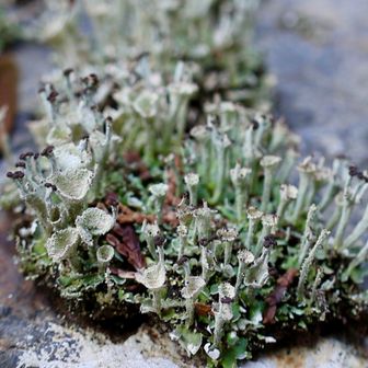 いつも思います🤔不思議な植物🌿