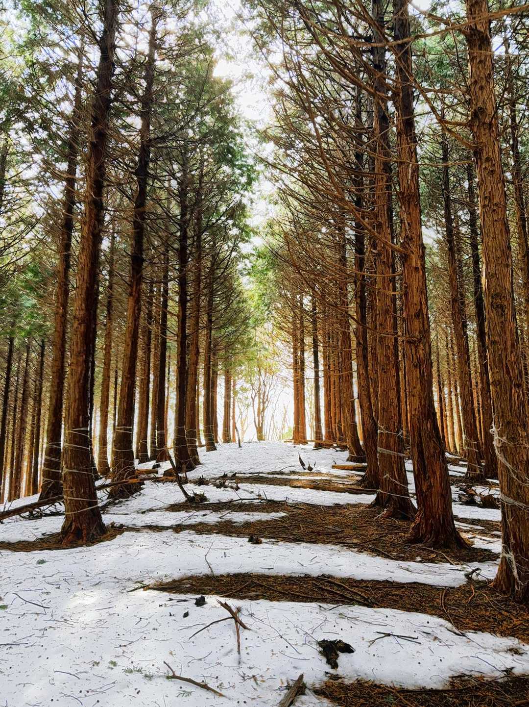 幻想的な並木道
登山道は雪に埋もれて判別不能
もしくは逆に吹き溜まり状態なので
雪の少ない所を辿りながら…フリーダム楽しい