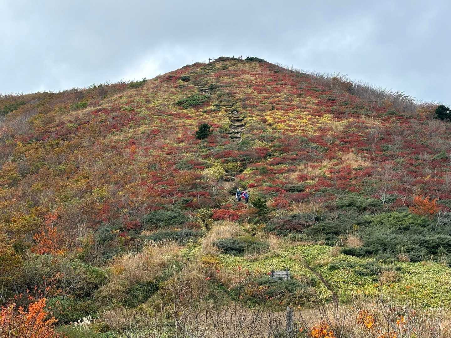 振り返って池ノ段の斜面🍁✨️