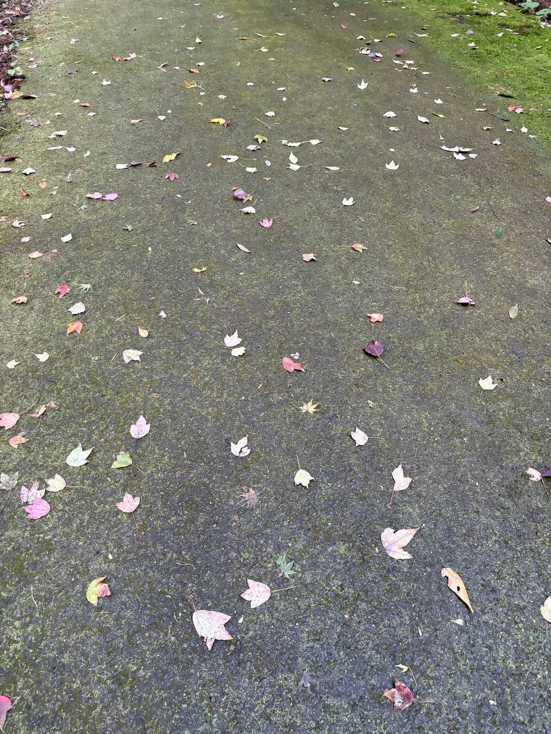 🍂落ち葉の模様が可愛くて📷