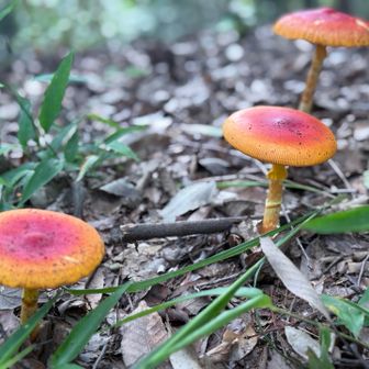 🍄