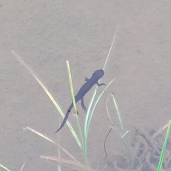 アカハライモリ
見てると癒されます
