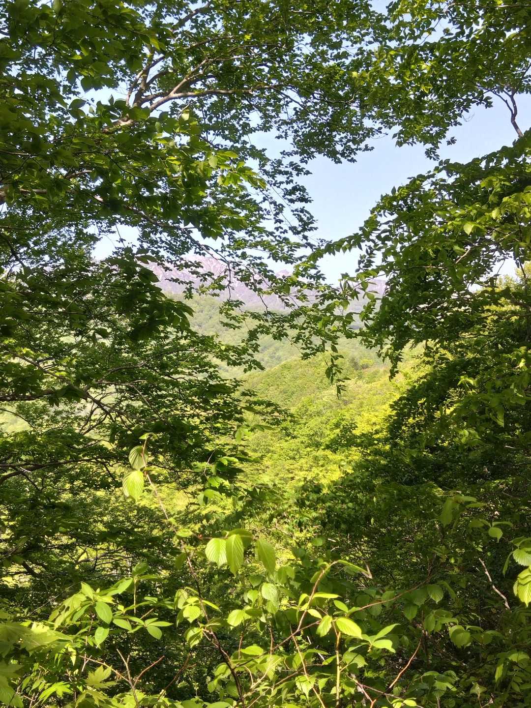 大千軒岳が向こうに見えました。