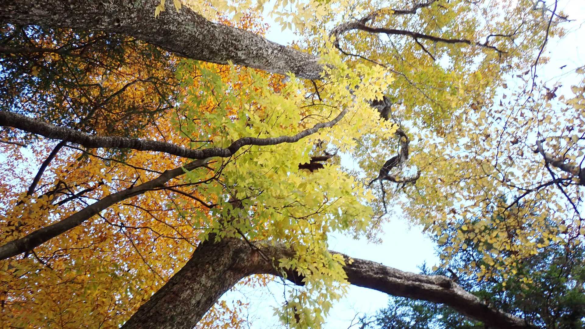 祖母山の紅葉はイエローが目立ちます🍃