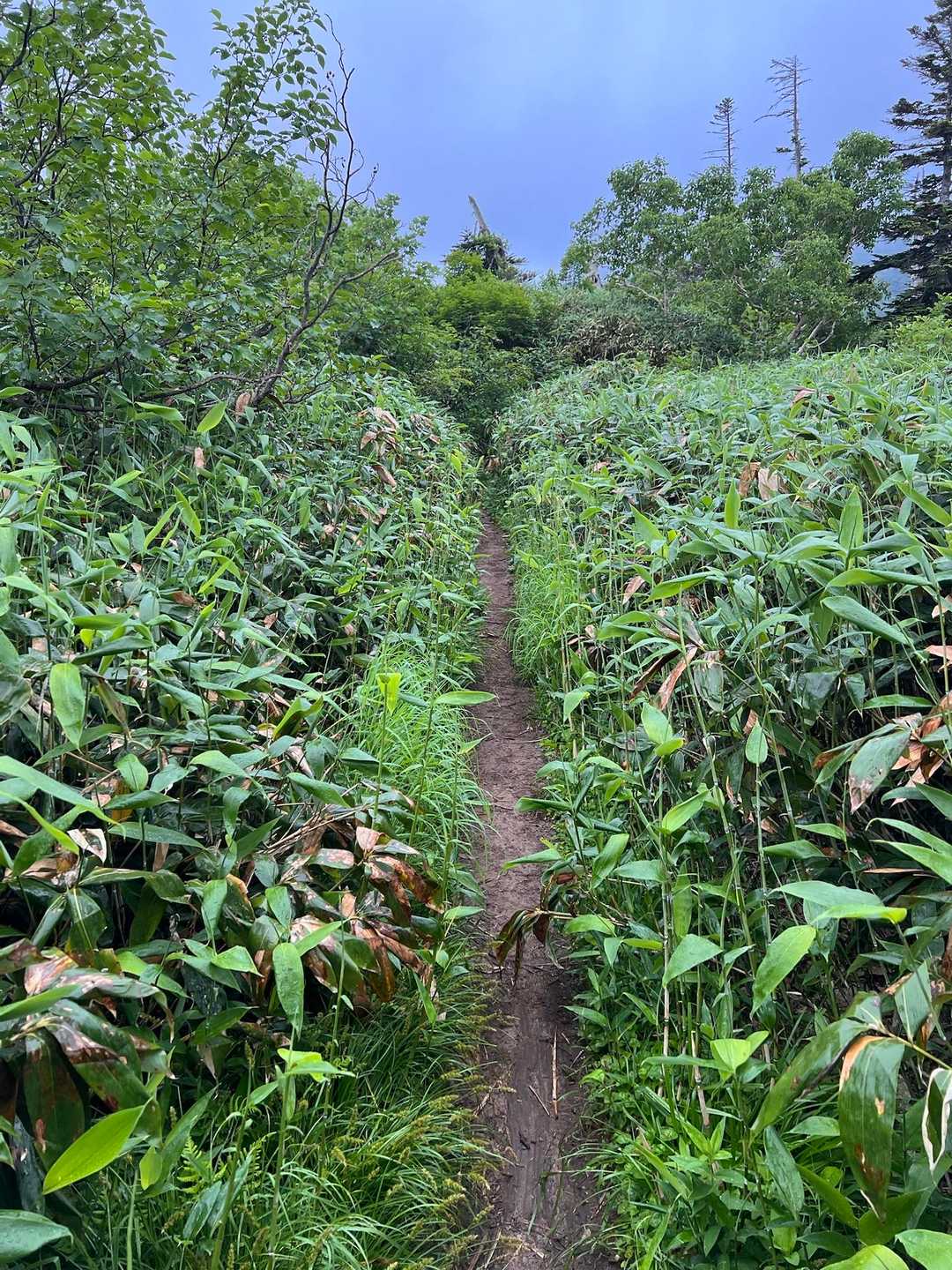 その手前で急に雨降り出し、笹でズボンびしゃびしゃ🌧️