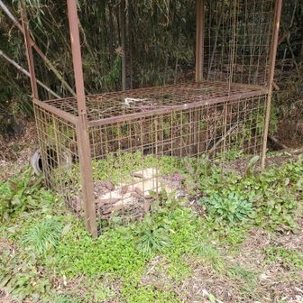 (｀・Θ・´)クエッ！！