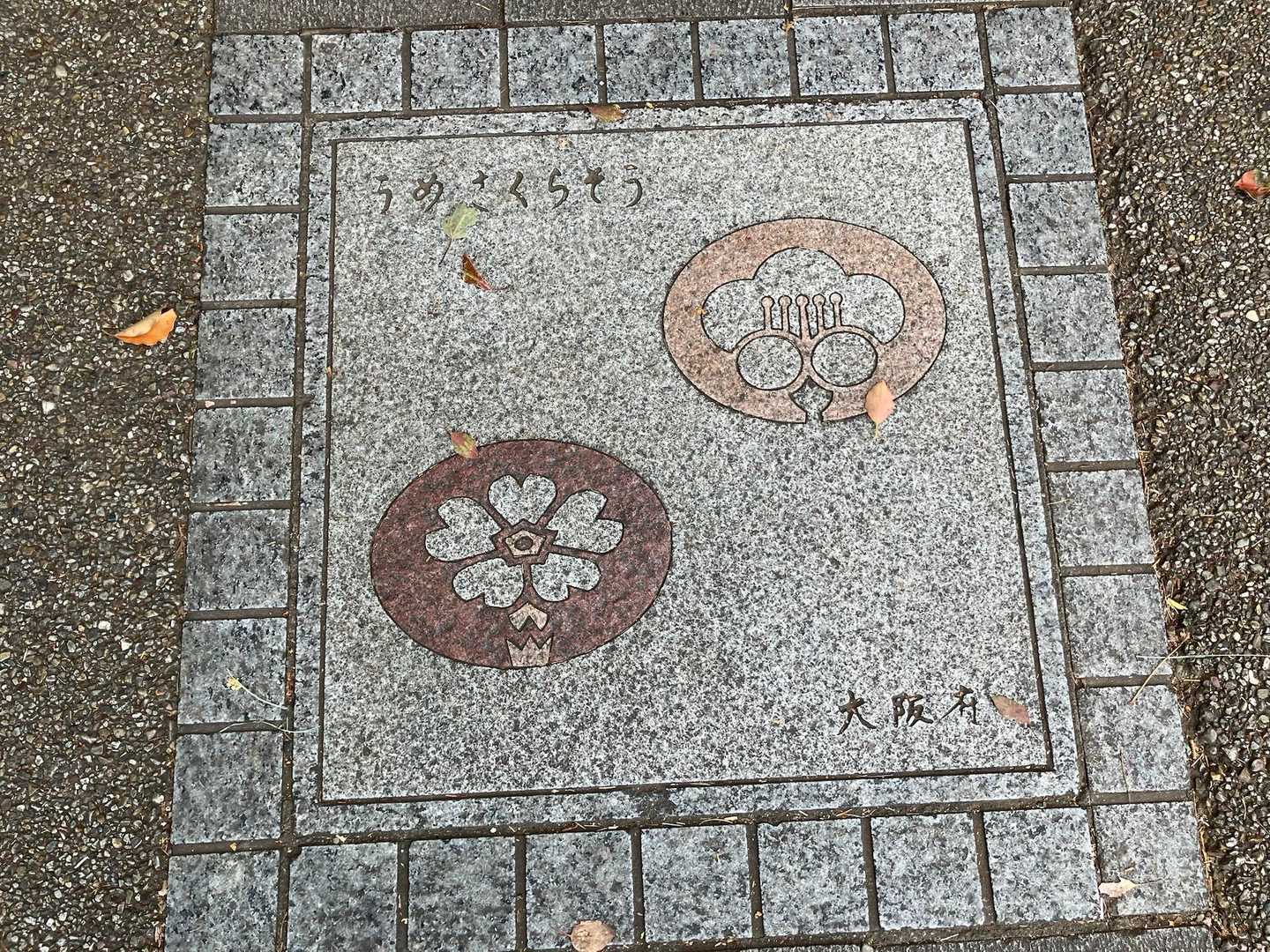 大阪府　梅桜草