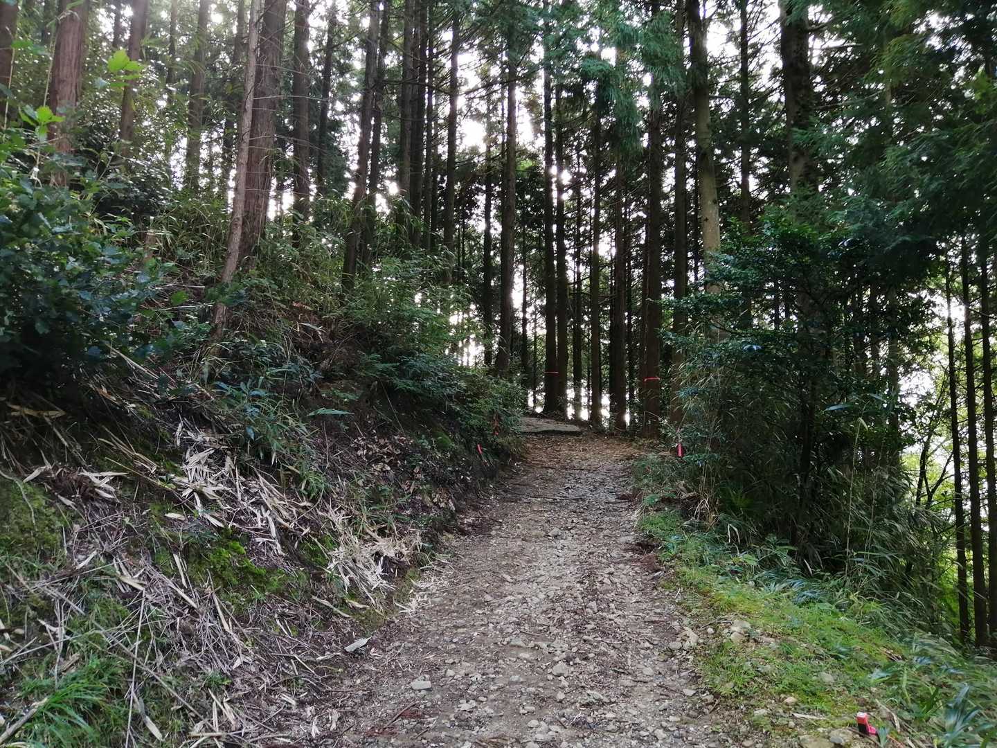 蔵王峠-南葛城山 往復コースの写真