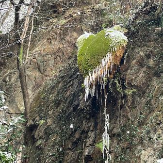 岩戸公園の滝にあるコケからは、たくさんのつららが伸びていた。