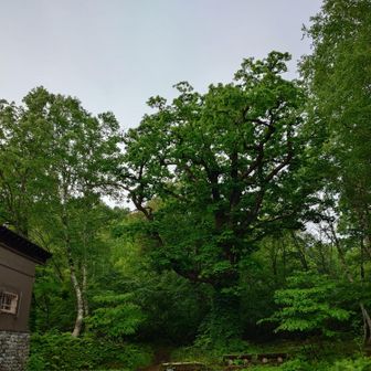 ちゃんとした登山は久しぶりなので山頂まで行けるか不安。
高山に登る時は練習登山をしてから臨むので、できていない今回は始めから山頂は諦め気味。
それもあるので、山頂まで行けなくとも、体力づくりを心掛け、少しだけ足に負担をかける感じで、ペースを上げてスタート。