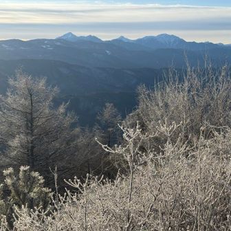 「霧氷ないなぁ〜」と思いながら歩いているうちに東峰の頂上に着いてしまいました😅
南アルプスが見える南東斜面にはプチ霧氷が慰めのように僅かに見られました❄️