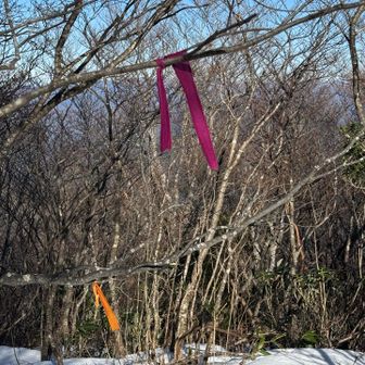 結果、前山新道で大正解
テープいっぱいあって安心
急登ではあったので慎重に👍