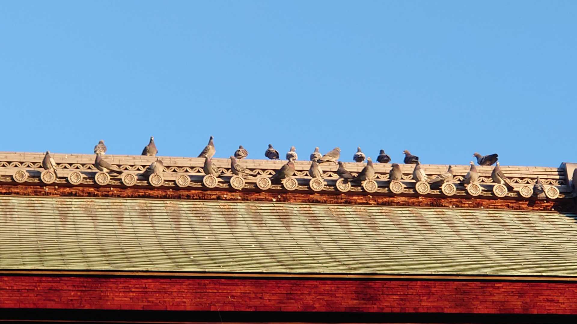 鳩がいっぱいこっちを見てる