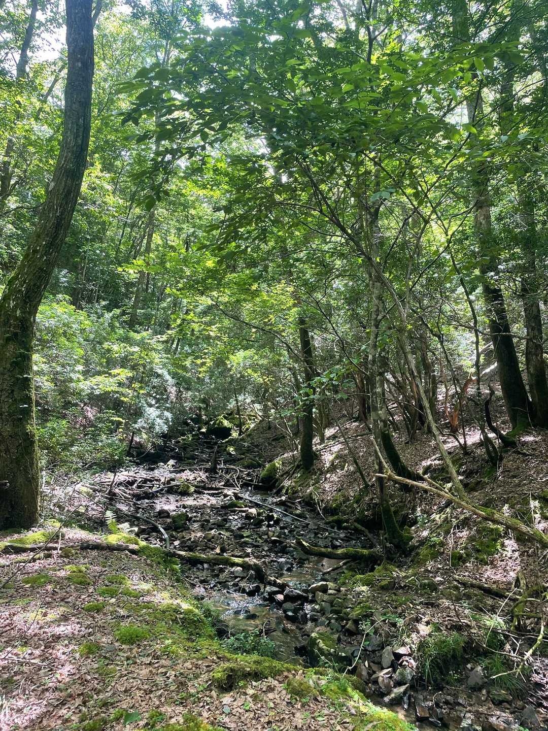 沢沿いを歩きます🚶‍♂️
