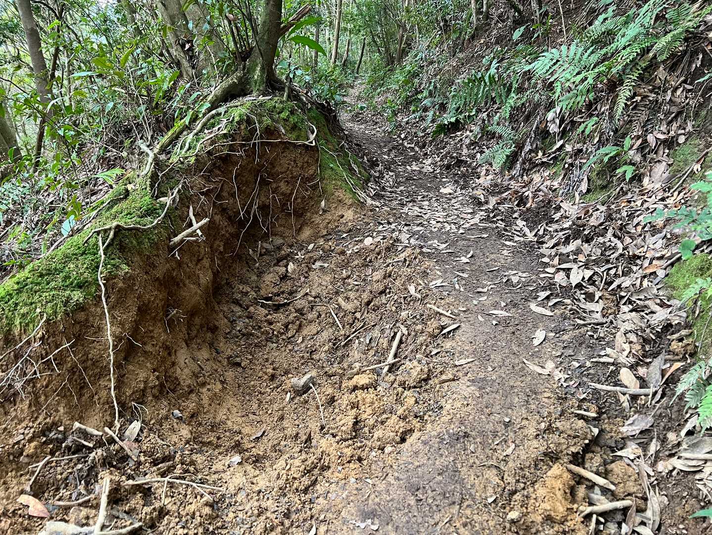 これは、イノシシのぬた場跡でしょうか？