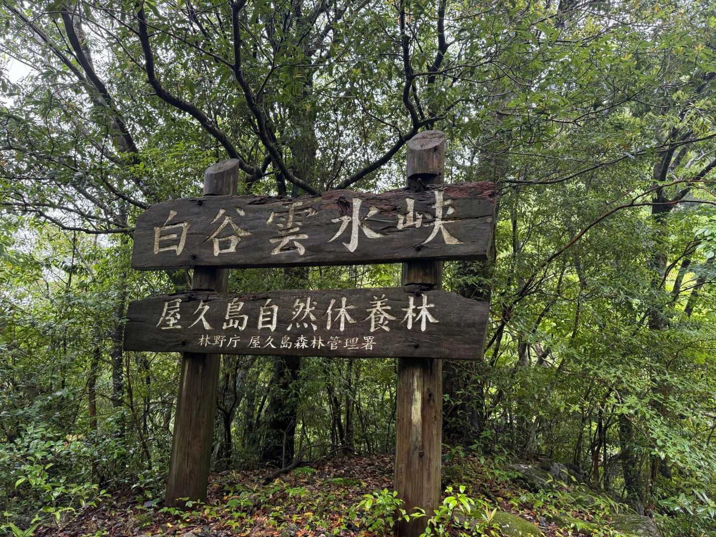 白谷雲水峡登山口到着ー🥳