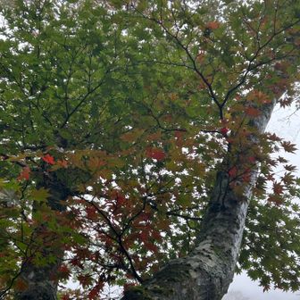 うまくとれないけど紅葉始まってます