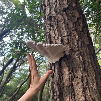 サルノコシカケ