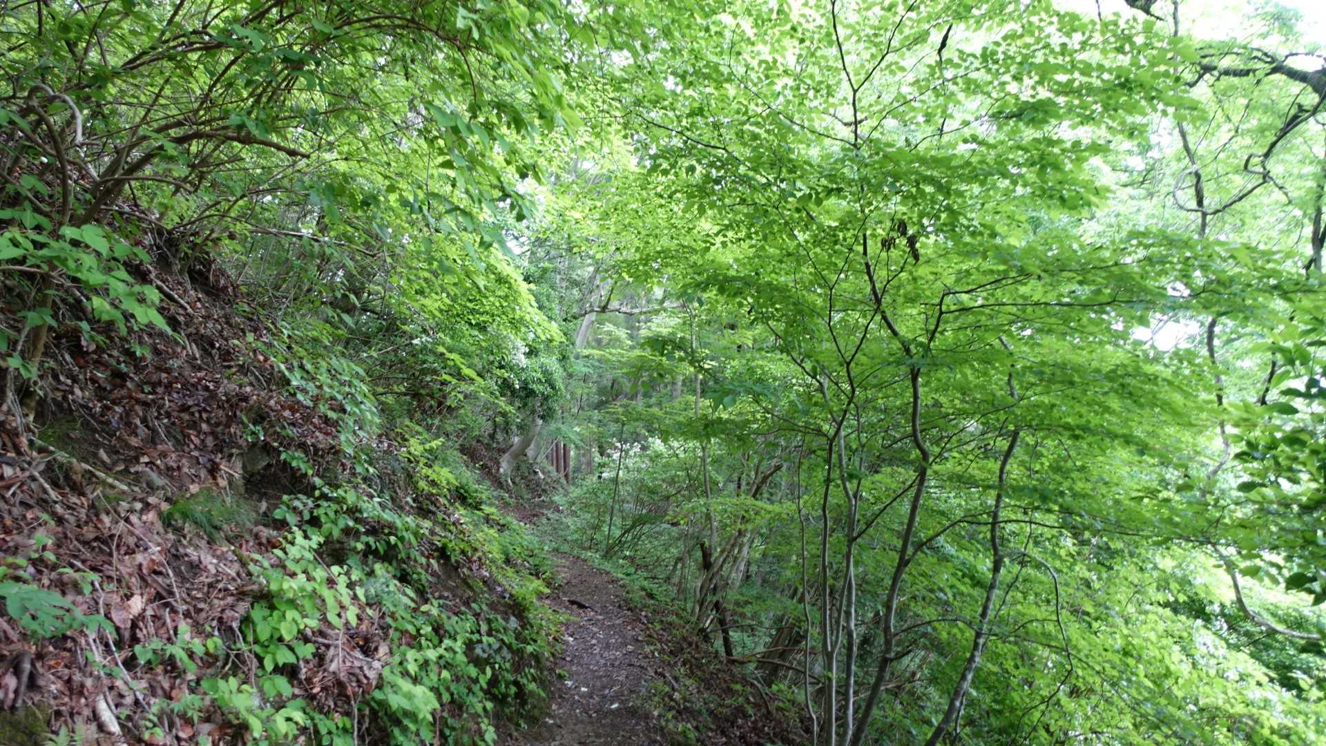 藤野駅-岩戸山-小渕山-鷹取山 往復コースの写真