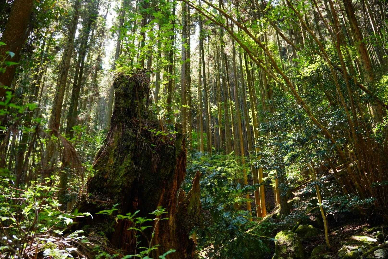 しばらく登ると屋久島風の世界✨️