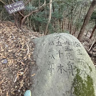 植林されたみたいですね🌲