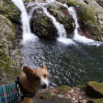 『三筋の滝』に到着🐾