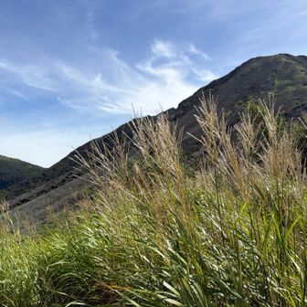 ススキがいっぱい🌾