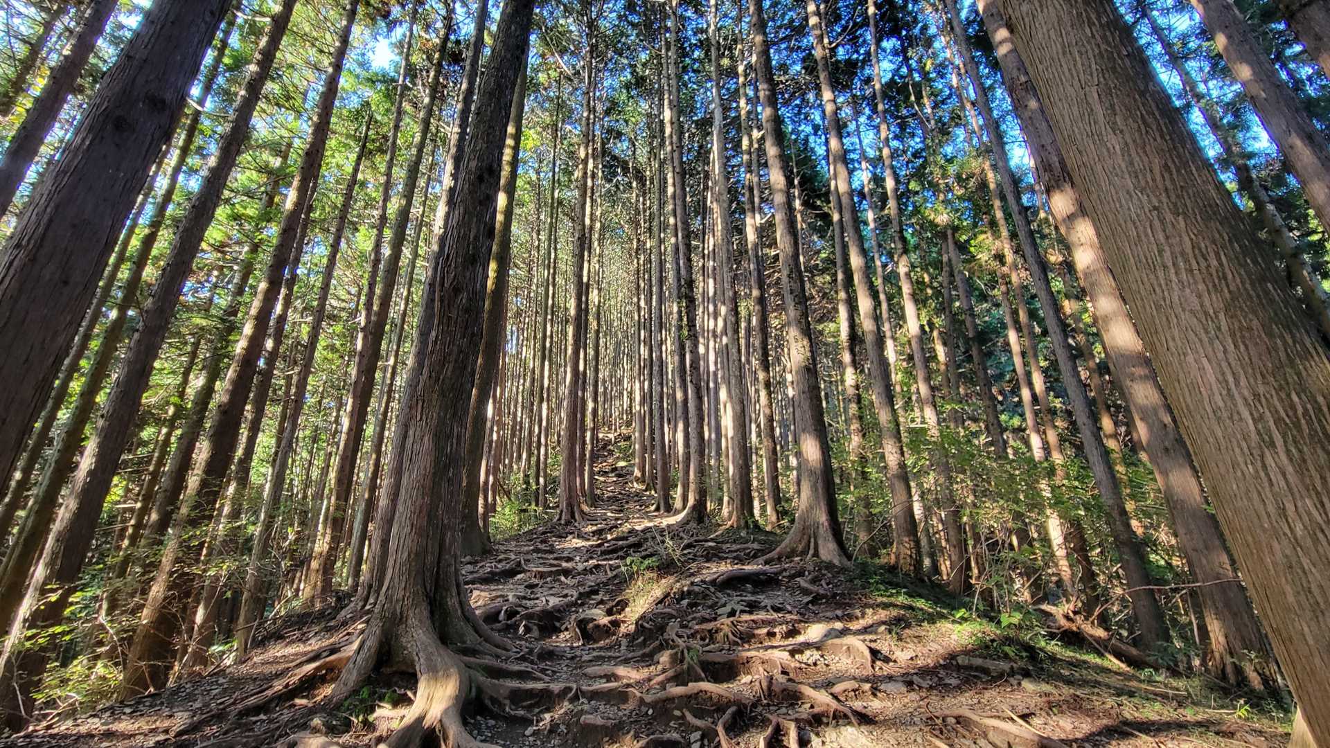 井戸バス停-軍刀利神社-茅丸-連行峰-醍醐丸-醍醐峠-和田 縦走コースの写真
