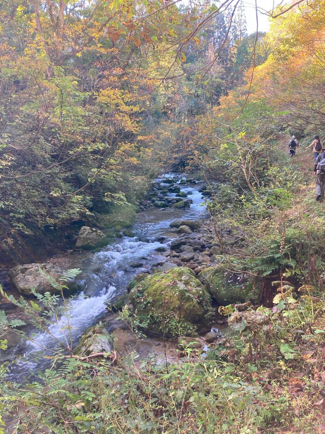 紅葉が綺麗です