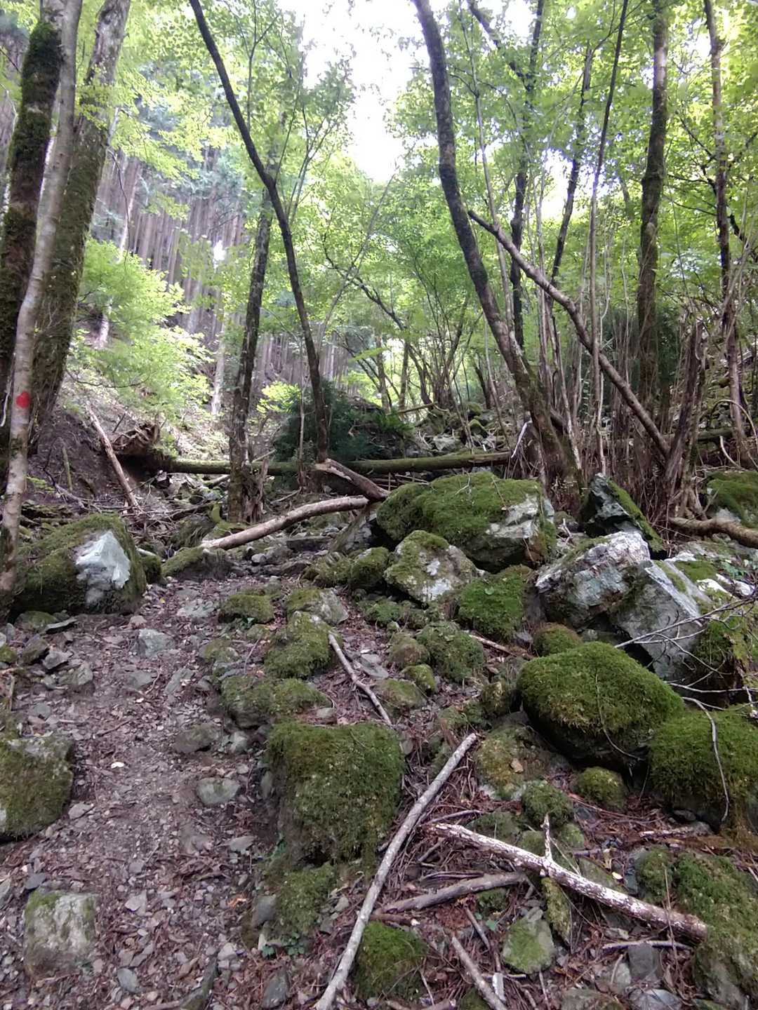 苔むしたいい谷です。