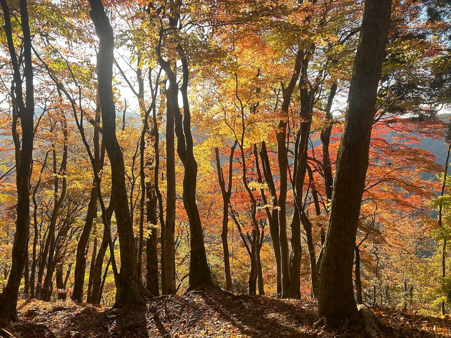 汗ふき峠-経塚山-霊仙山 往復コースの写真