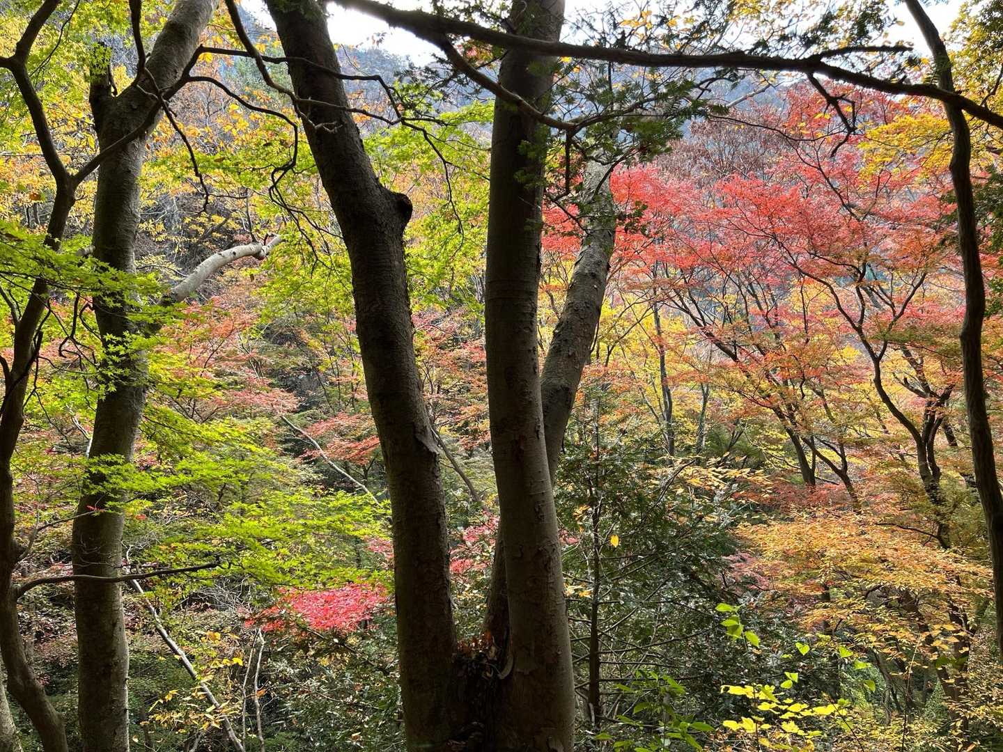 🍁