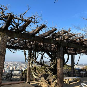 藤の頃もきれいでしょうね