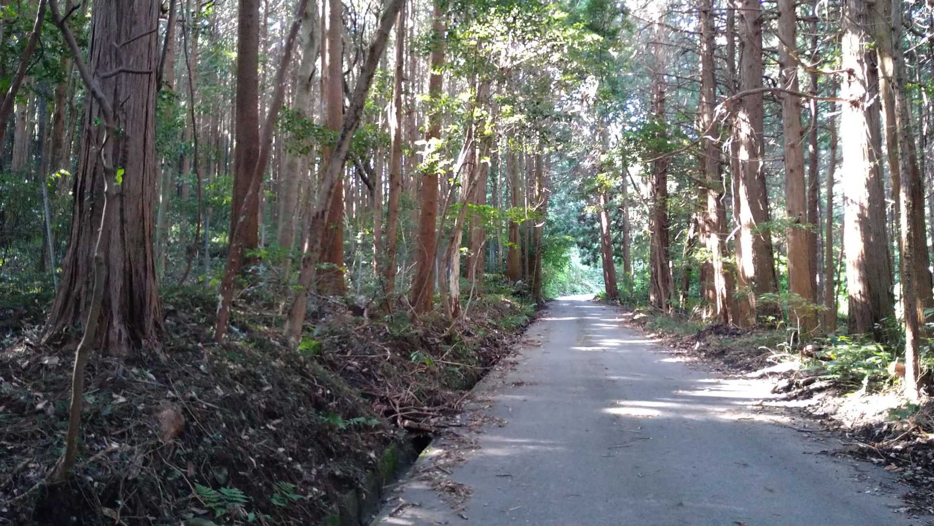 しばらくは舗装路を歩き…