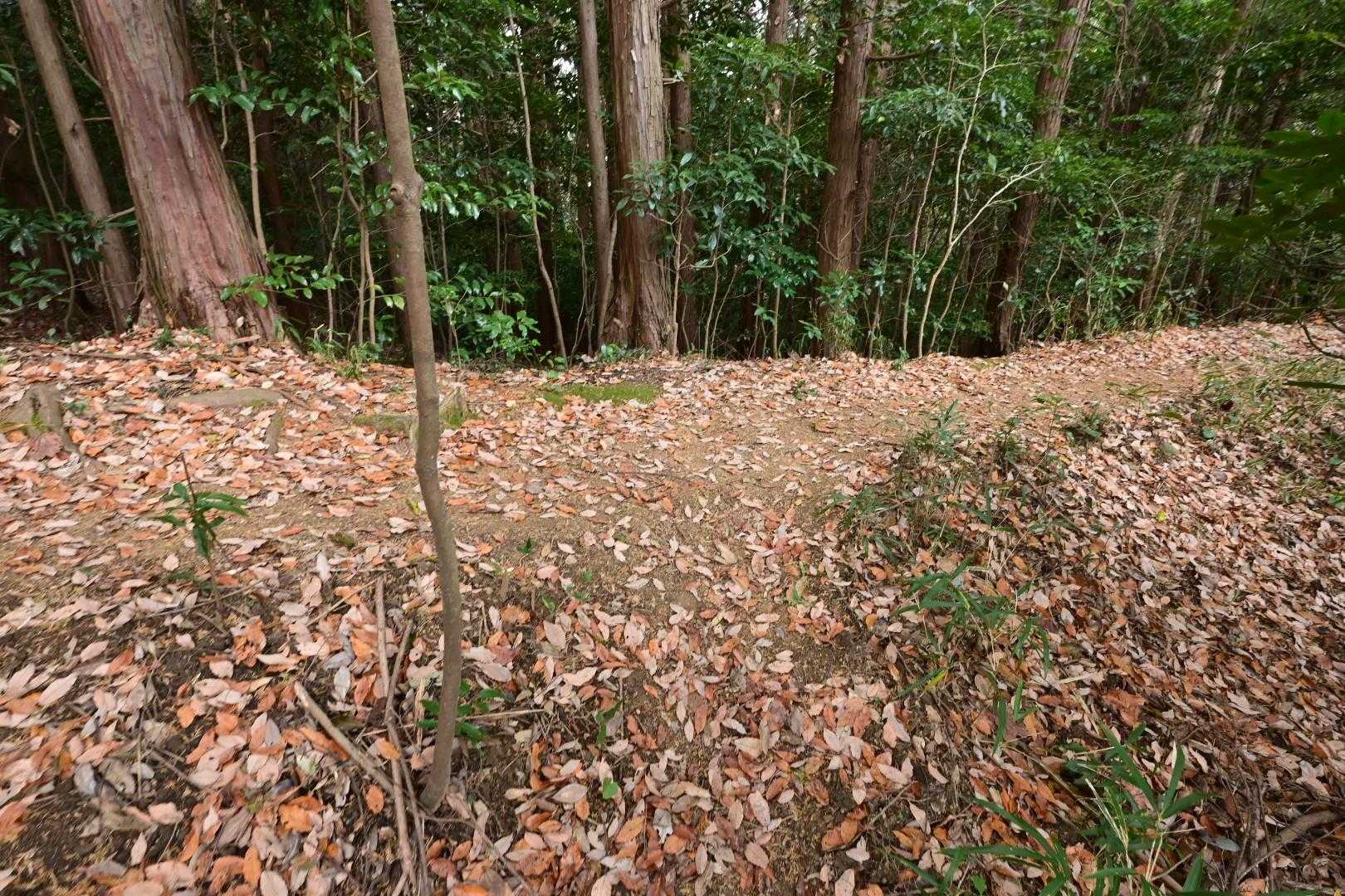 分岐からは尾根道。
